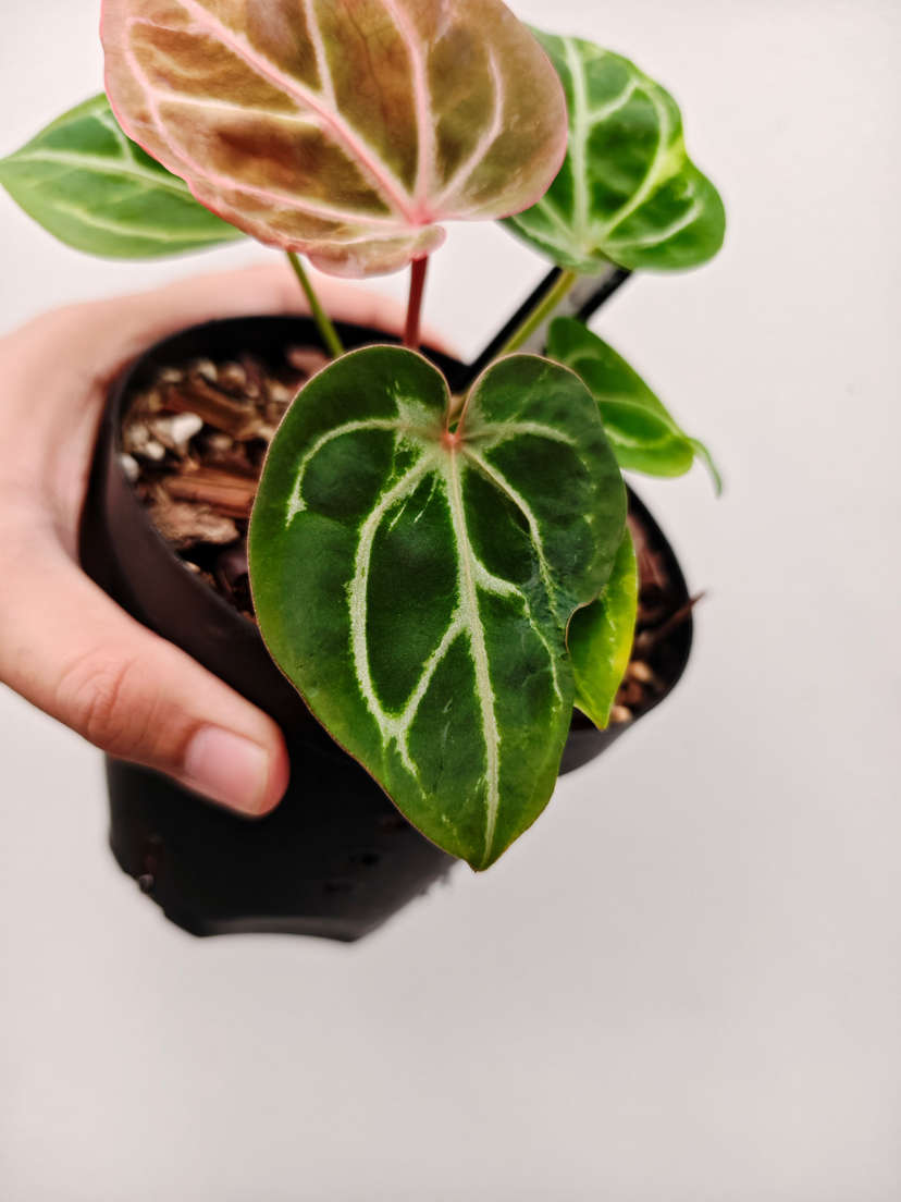 Anthurium Blister Variegated HURC