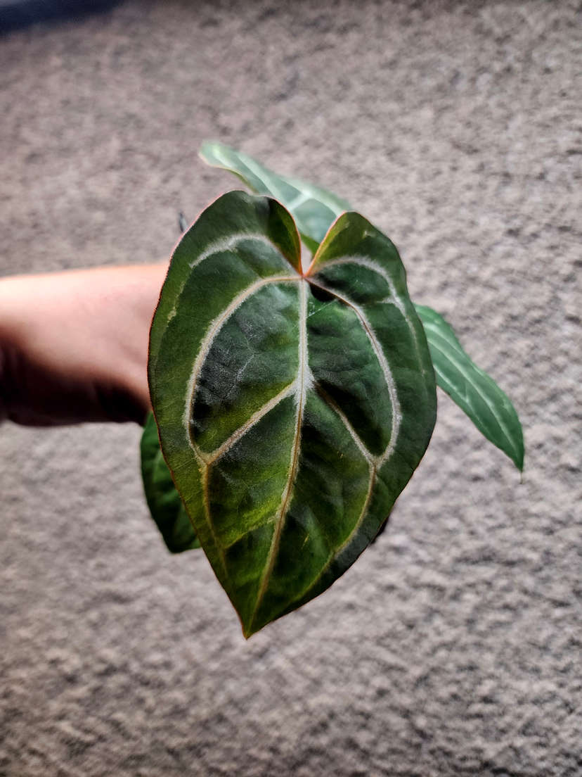 Anthurium Bigfoot x Red Spider