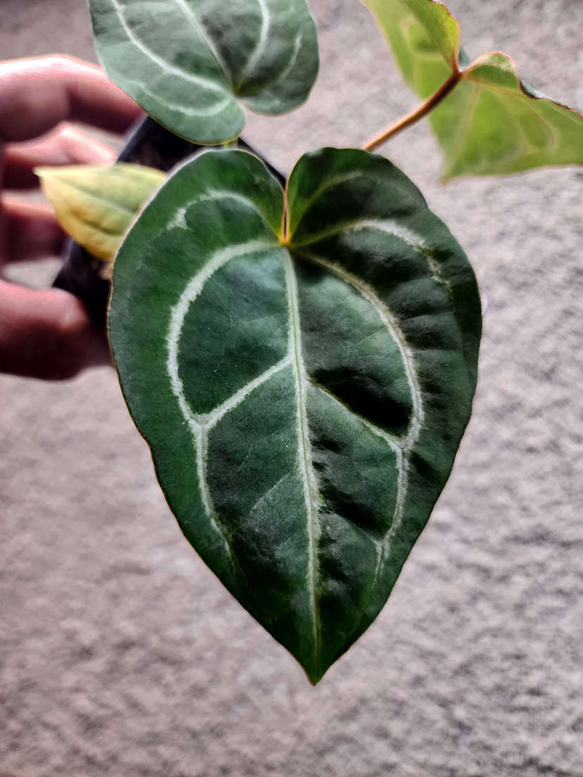 Anthurium Bigfoot x Red Spider