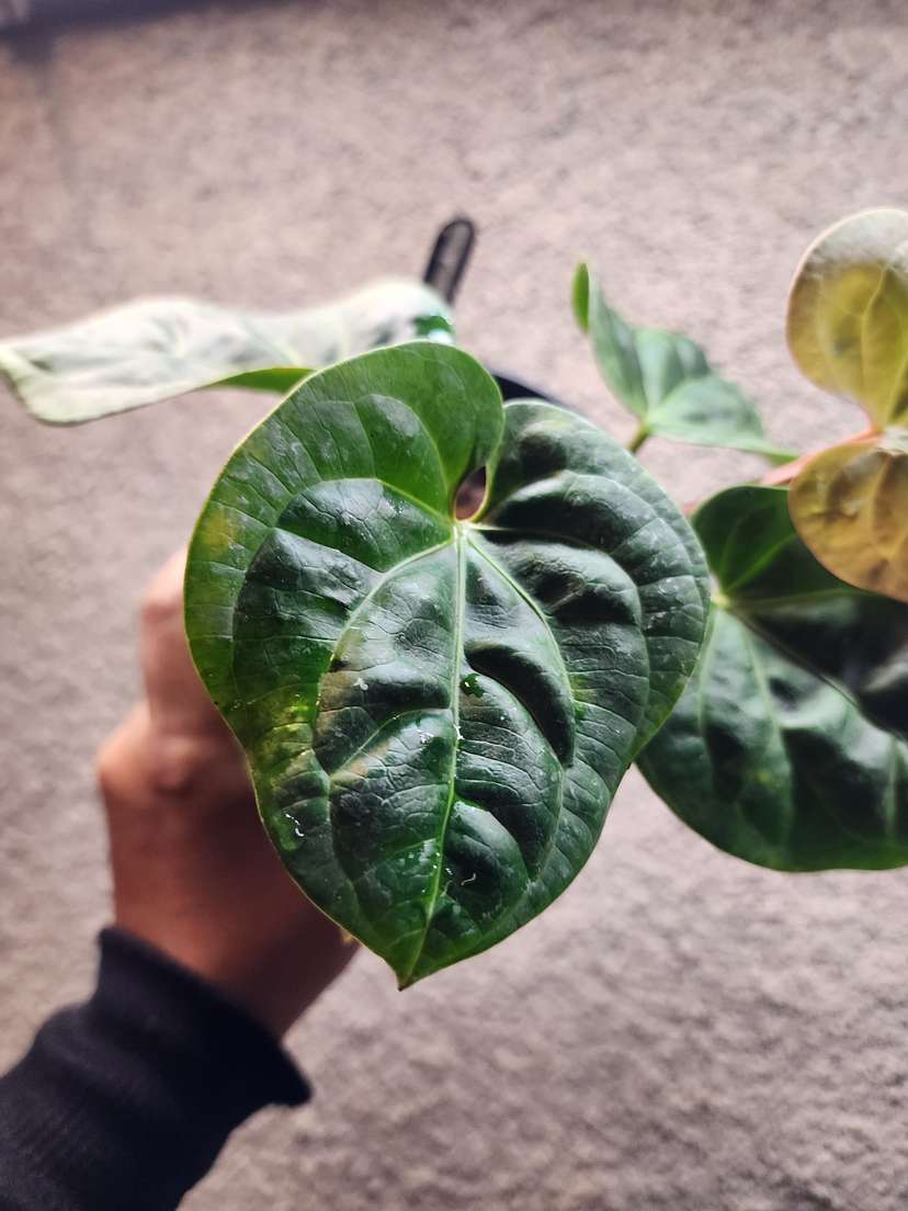 Anthurium HU/King of Spades x Radicans