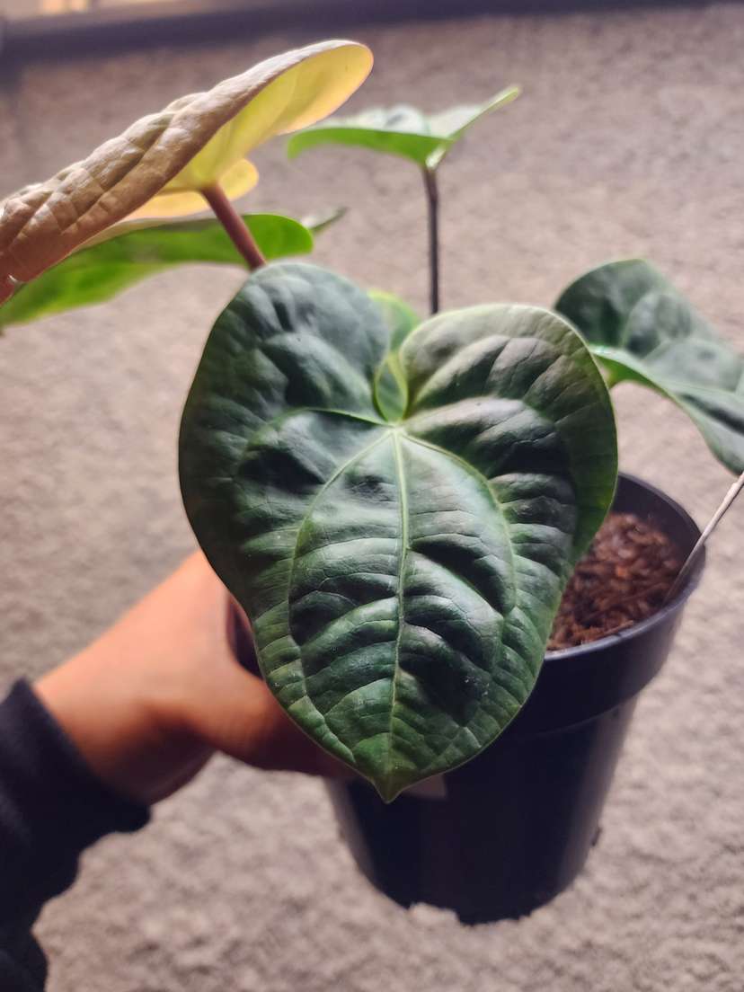Anthurium HU/King of Spades x Radicans