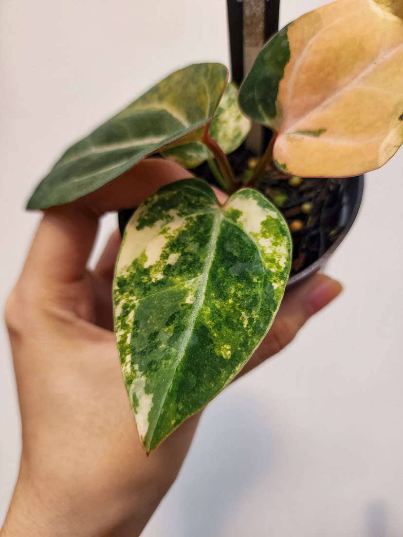 Anthurium Orange Variegated Black Venom x (Red Velvet Cake x Michelle)