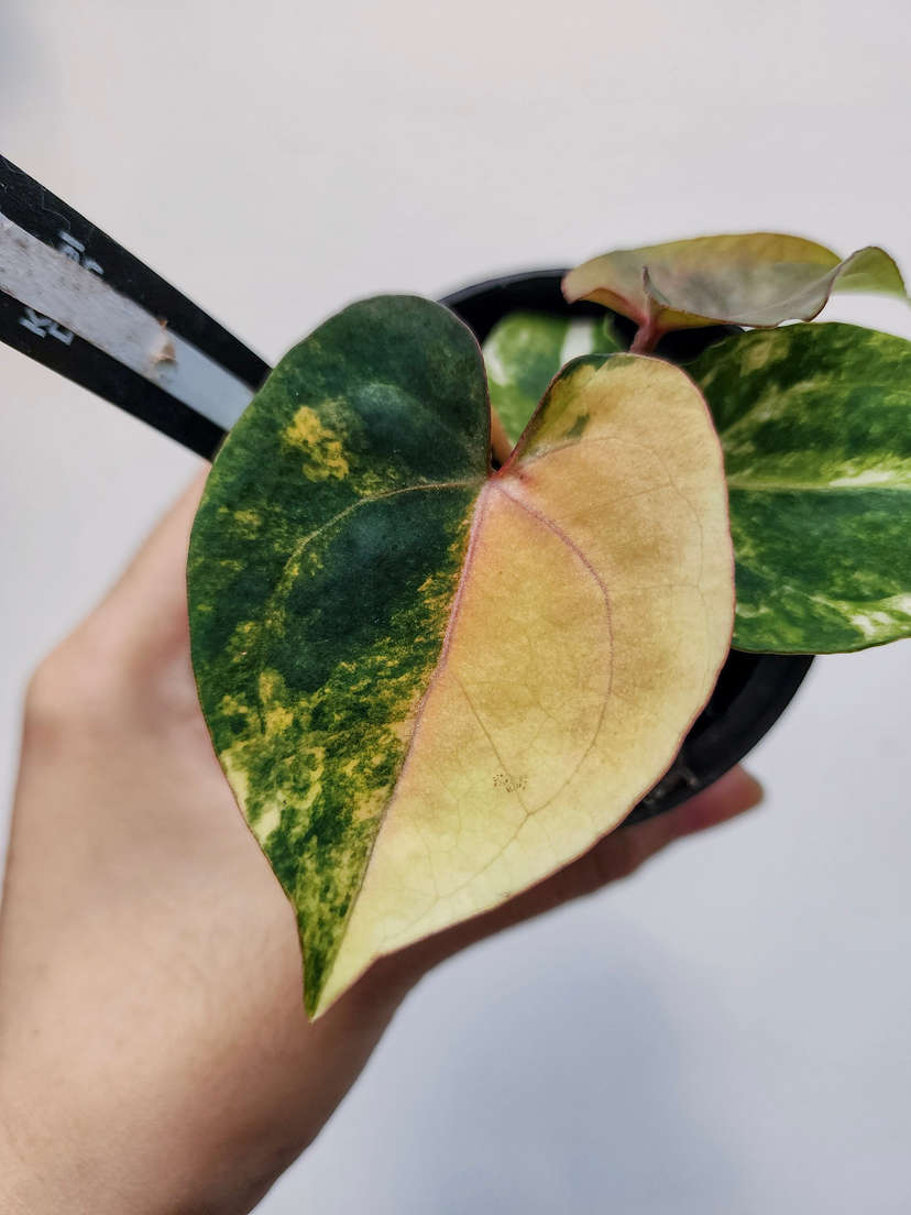 Anthurium Variegated Black Venom x (Red Velvet Cake x Michelle)