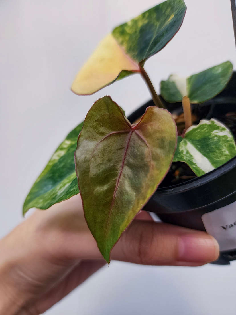 Anthurium Variegated Black Venom x (Red Velvet Cake x Michelle)