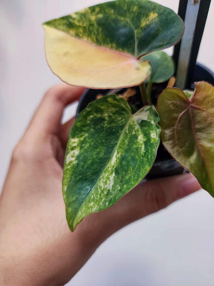 Anthurium Variegated Black Venom x (Red Velvet Cake x Michelle)