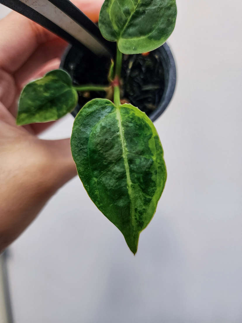 Anthurium Blister Variegated Forgetii x Variegated Michelle