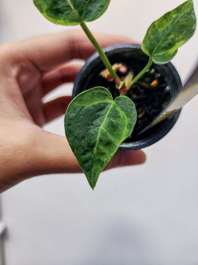 Anthurium Blister Variegated Forgetii x Variegated Michelle
