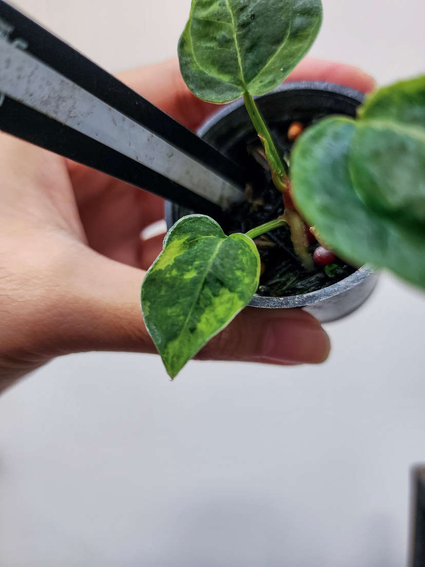 Anthurium Blister Variegated Forgetii x Variegated Michelle