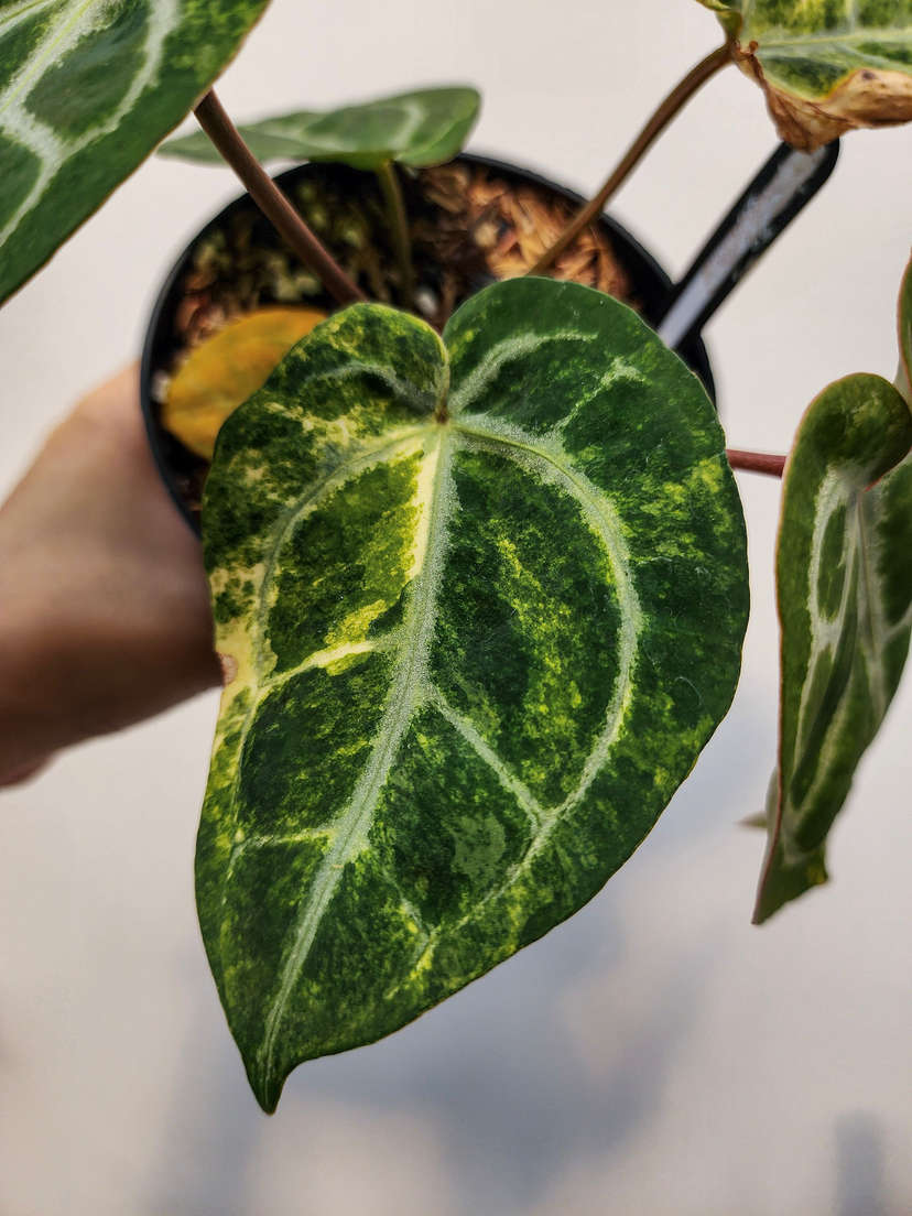 Anthurium Variegated Forgetii x Red Tiger