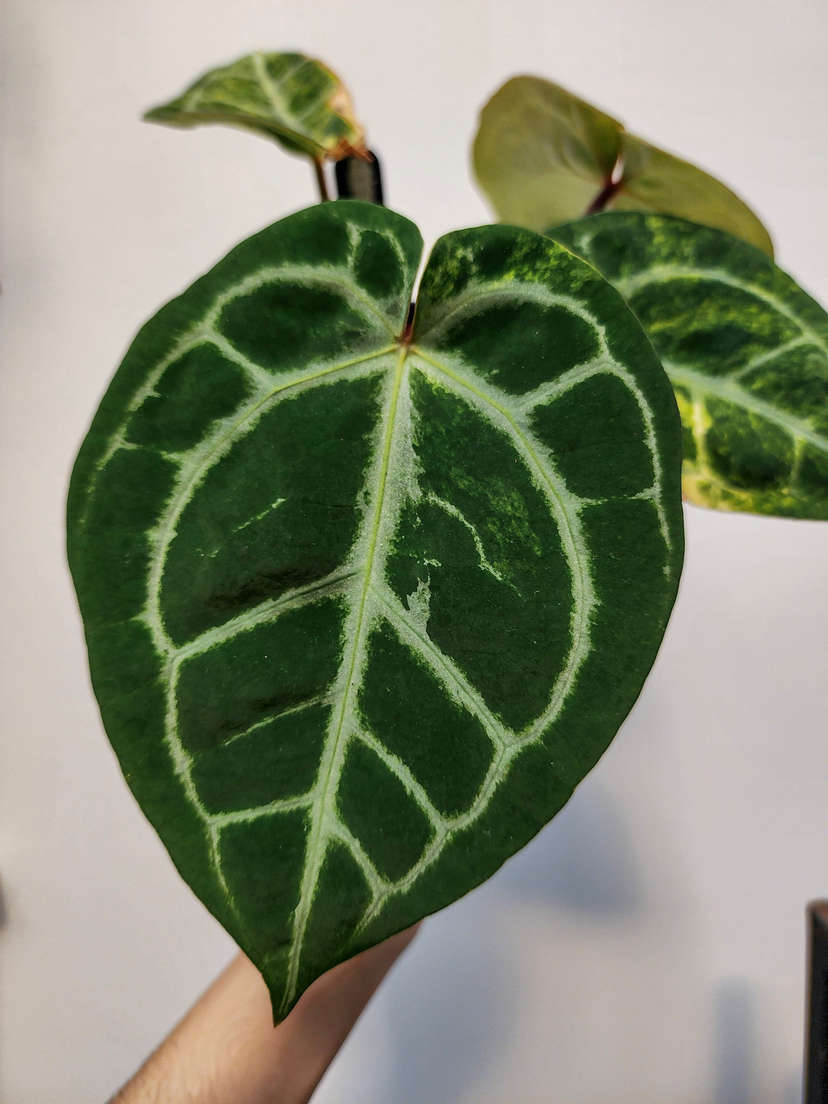 Anthurium Variegated Forgetii x Red Tiger