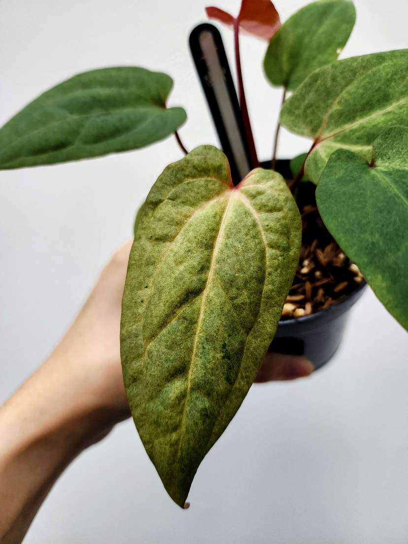 Anthurium Mint Variegated (Dark Handsome x Red Velvet Cake) x RVDP