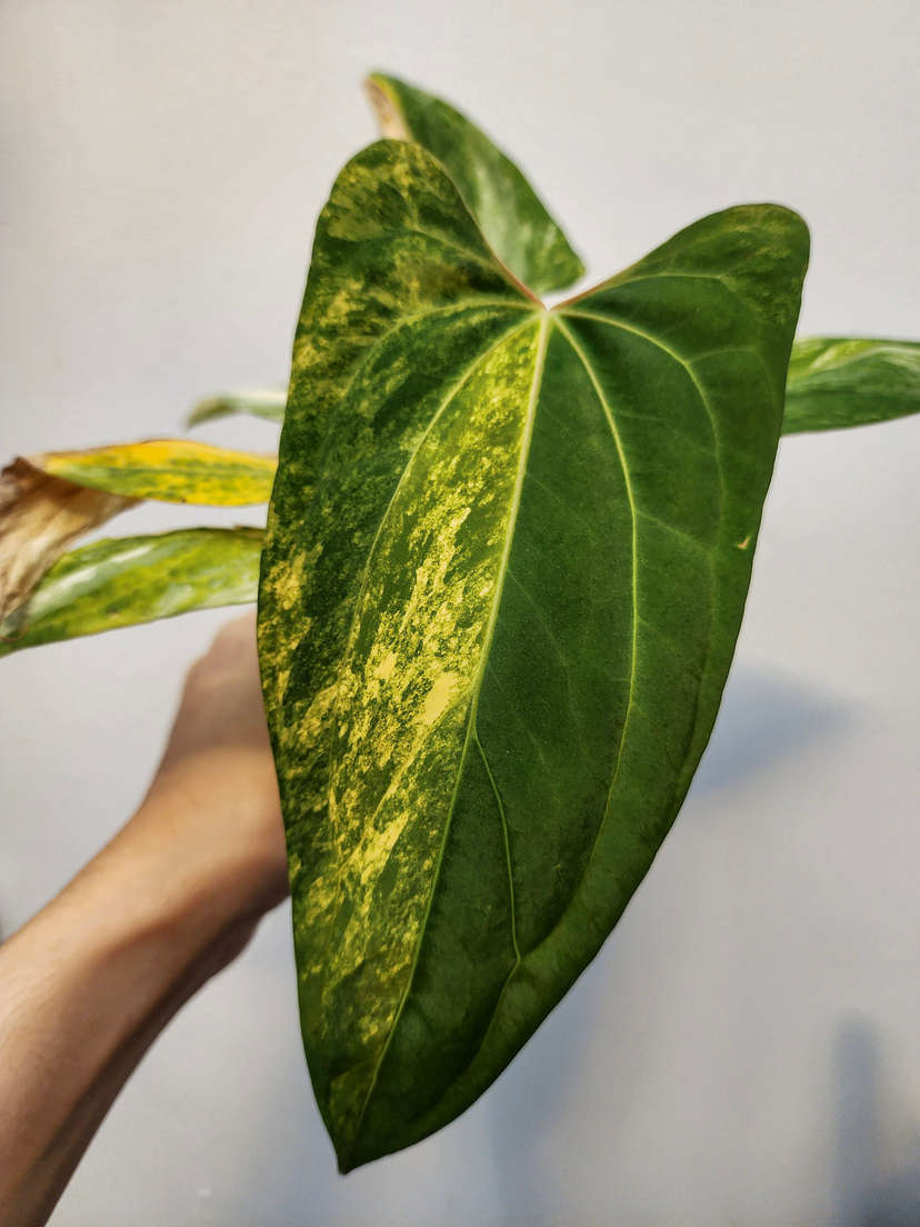Anthurium Variegated Papillaminum x NSE Portillae