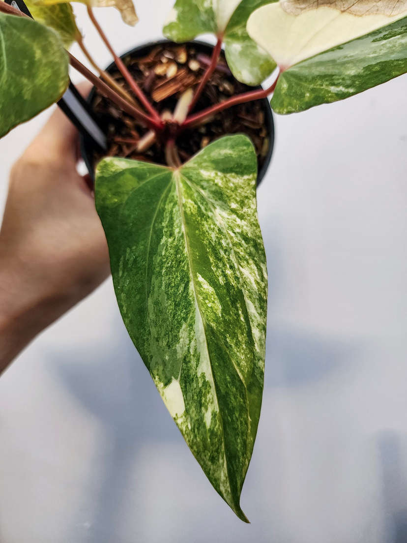 Anthurium Variegated Papillaminum x NSE Portillae