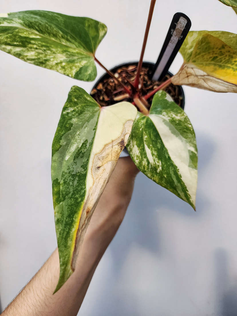 Anthurium Variegated Papillaminum x NSE Portillae