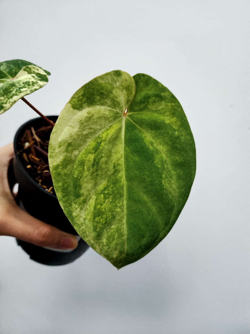 Anthurium Variegated Papillilaminum 88 x Ace of Spades (SKG)
