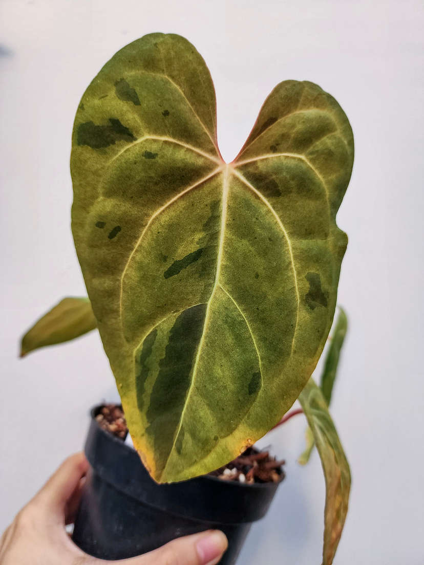 Anthurium Variegated Blue Papillilaminum x HURC