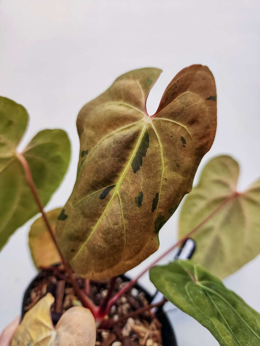 Anthurium Variegated Blue Papillilaminum x HURC