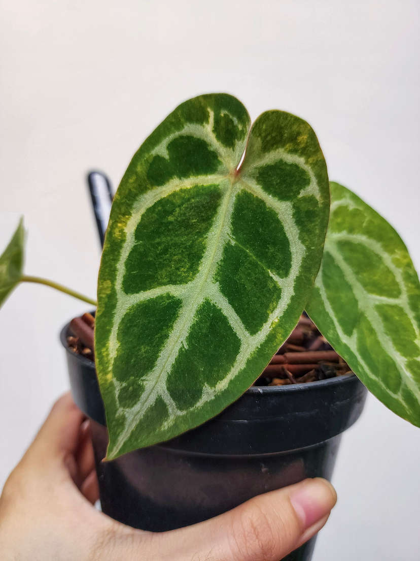 Anthurium Variegated Magna x (Muchlis x Red Crystallinum)