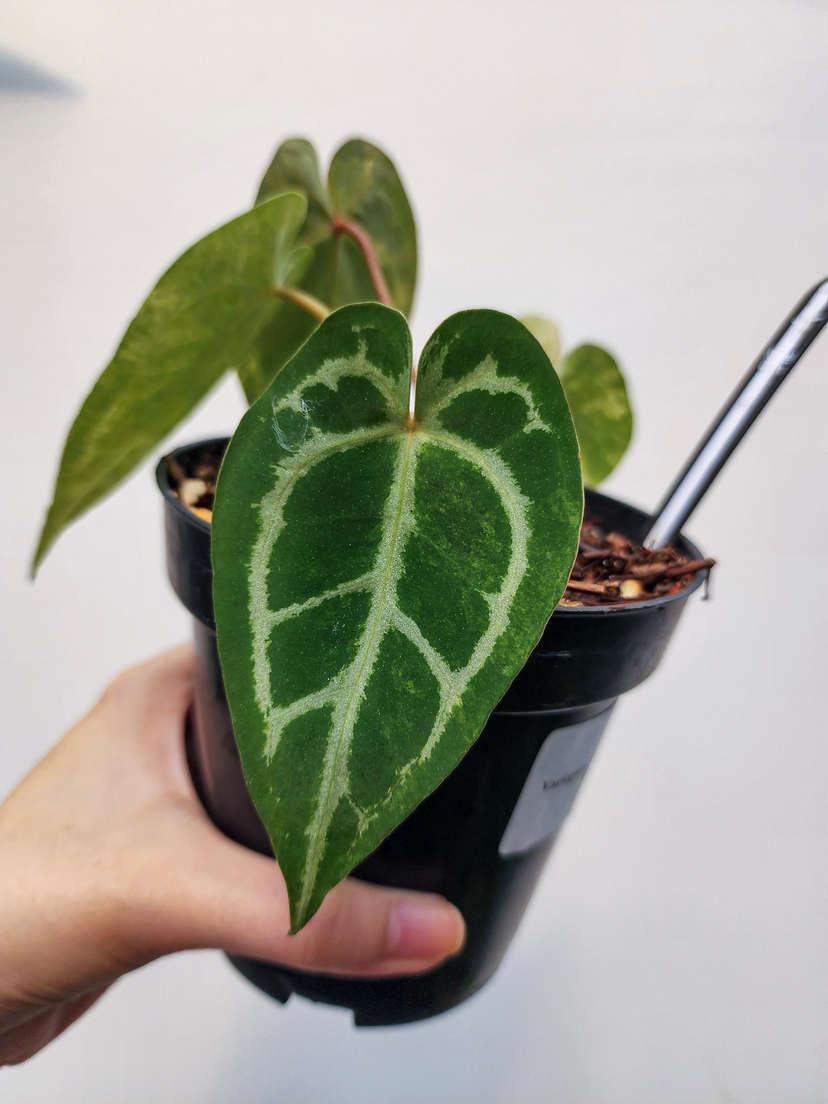 Anthurium Variegated Magna x (Muchlis x Red Crystallinum)