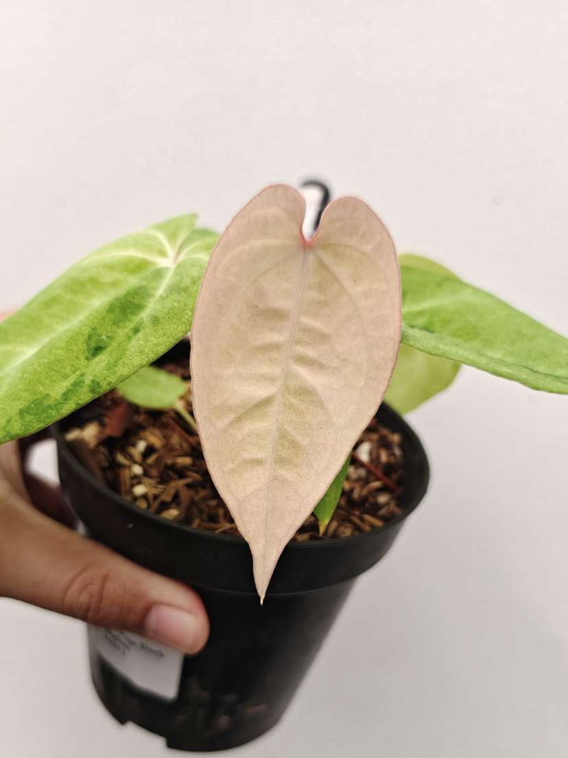 Anthurium Mint Variegated Red Vein Dark Phoenix x Bigfoot