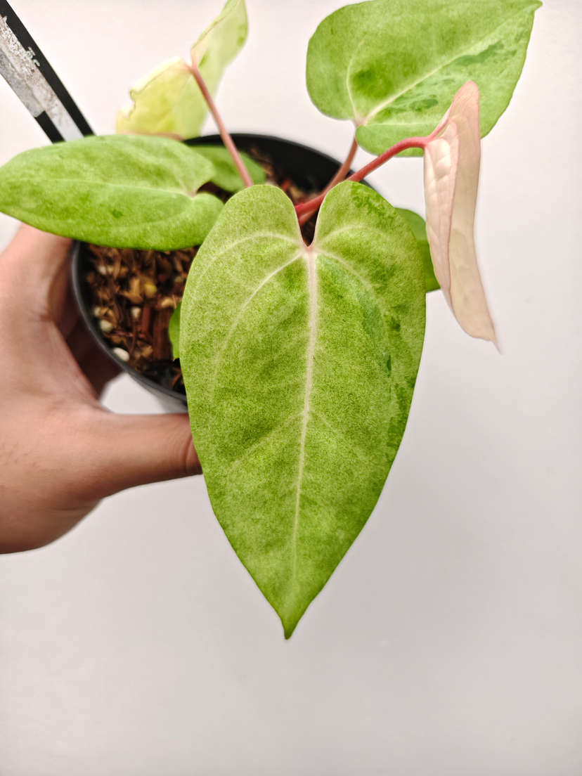 Anthurium Mint Variegated Red Vein Dark Phoenix x Bigfoot