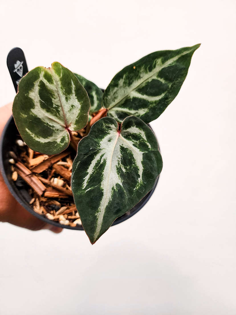 Anthurium Mutated Silver Blush x (Zara x Michelle)