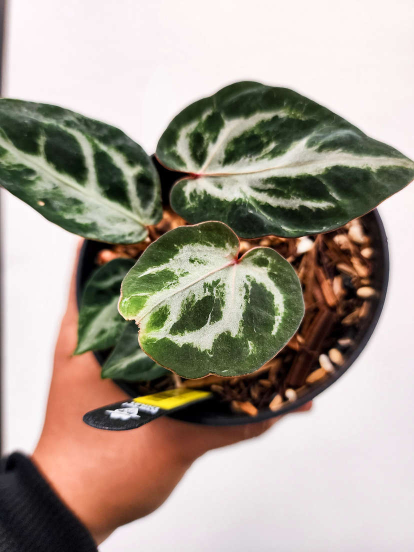 Anthurium Mutated Silver Blush x (Zara x Michelle)