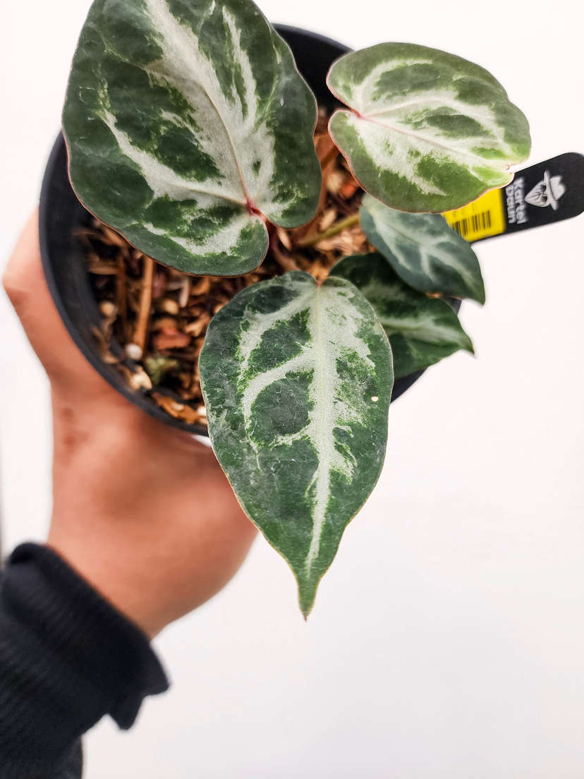 Anthurium Mutated Silver Blush x (Zara x Michelle)