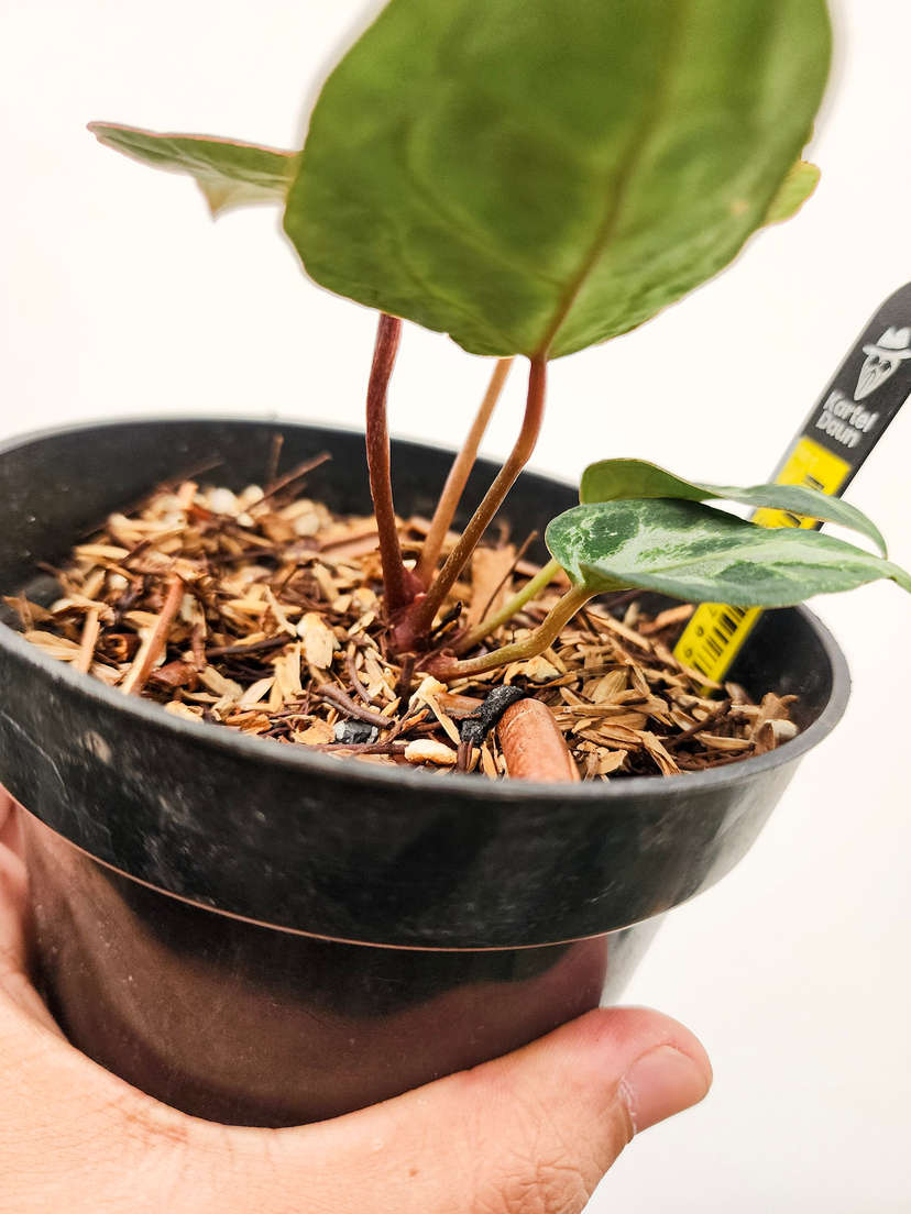 Anthurium Mutated Silver Blush x (Zara x Michelle)