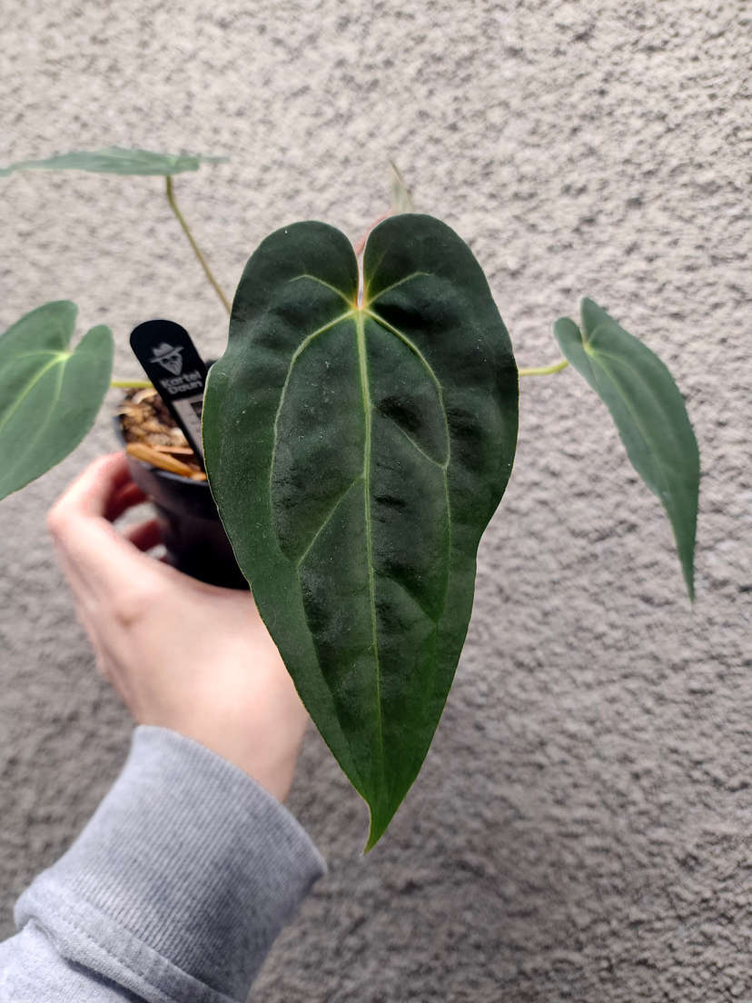 Anthurium Papillilaminum X-One x Red Vein Dark Phoenix