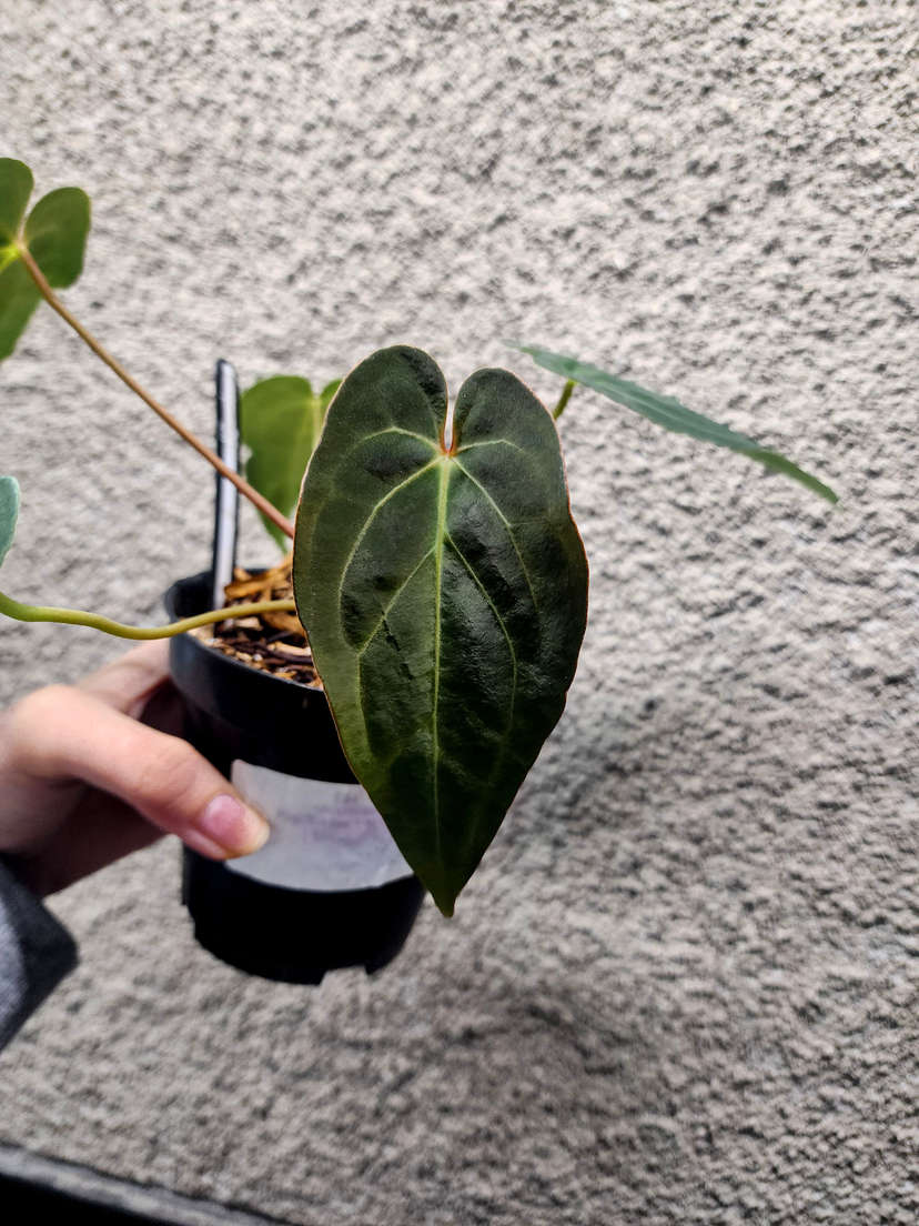 Anthurium Papillilaminum X-One x Red Vein Dark Phoenix