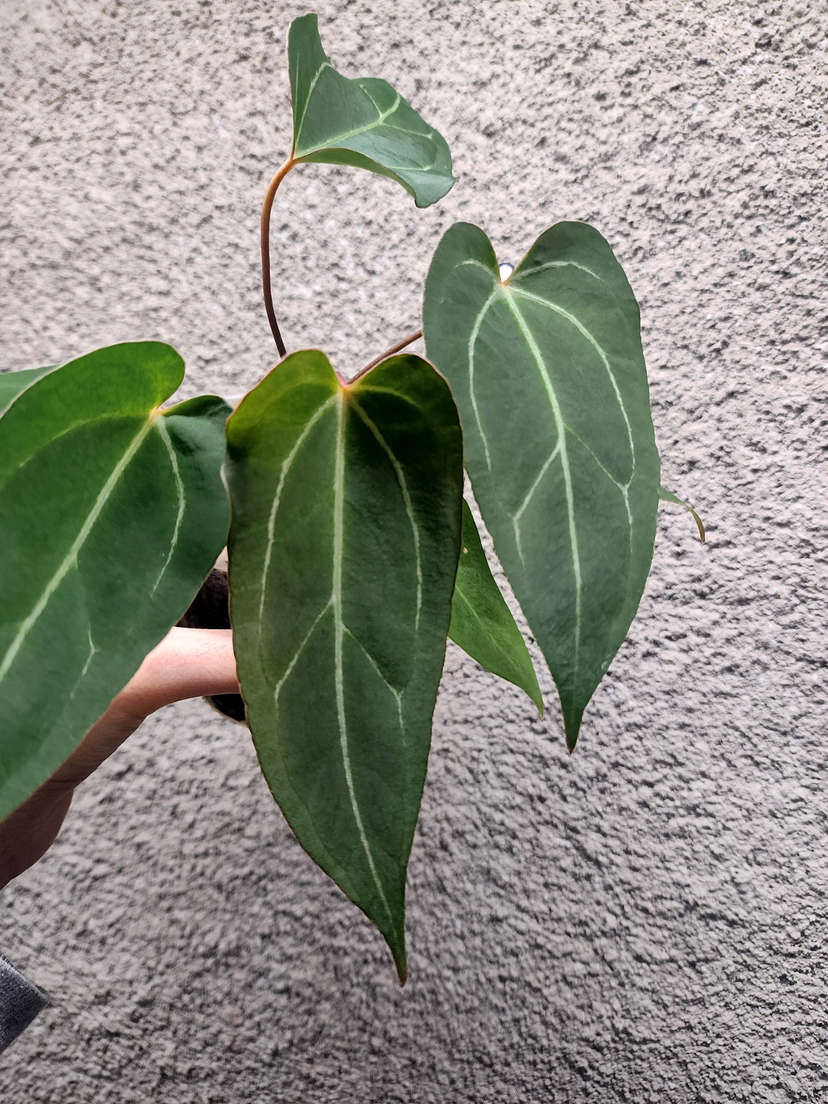 Anthurium Bigfoot x Blue Papillilaminum