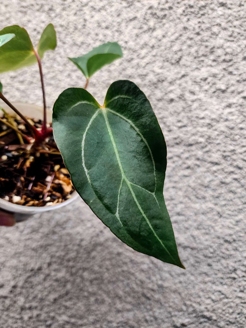 Anthurium Bigfoot x Blue Papillilaminum