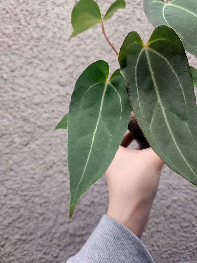 Anthurium Bigfoot x Blue Papillilaminum