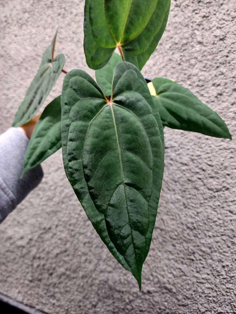 Anthurium RLFS x Red Vein Dark Phoenix