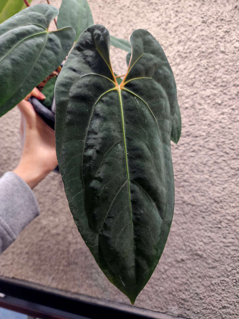 Anthurium RLFS x (Ace of Spades x BVEP)