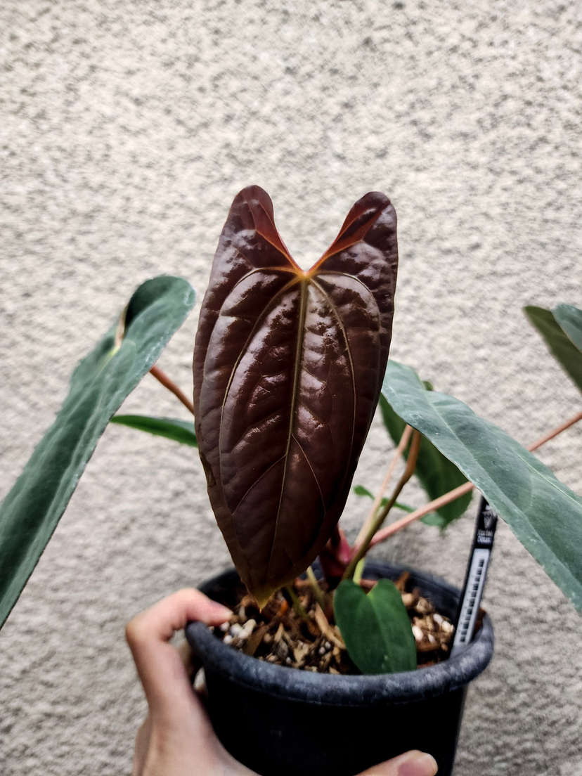 Anthurium RLFS x (Ace of Spades x BVEP)