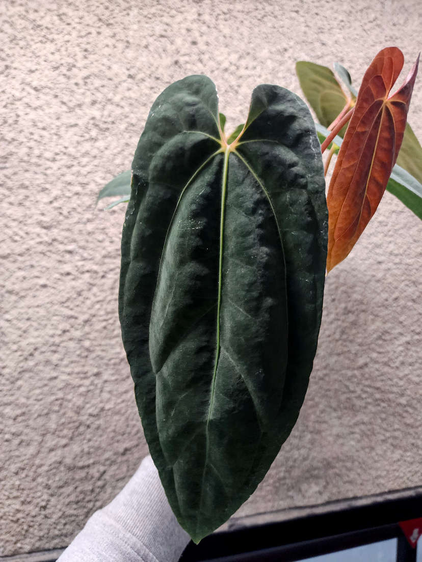 Anthurium RLFS x (Ace of Spades x BVEP)