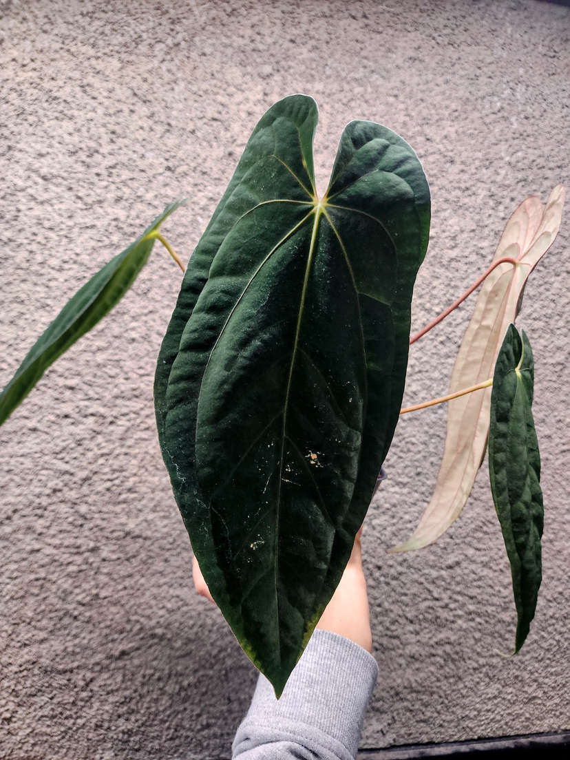 Anthurium Ace of Spades x Red Vein Dark Phoenix