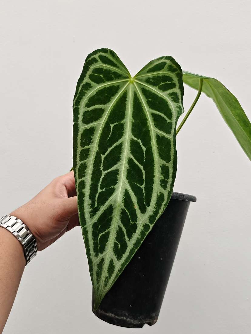 Anthurium Crystallinum FTG x Self