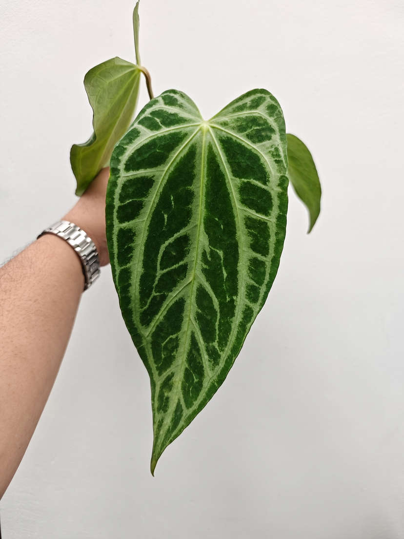 Anthurium Crystallinum FTG x Self