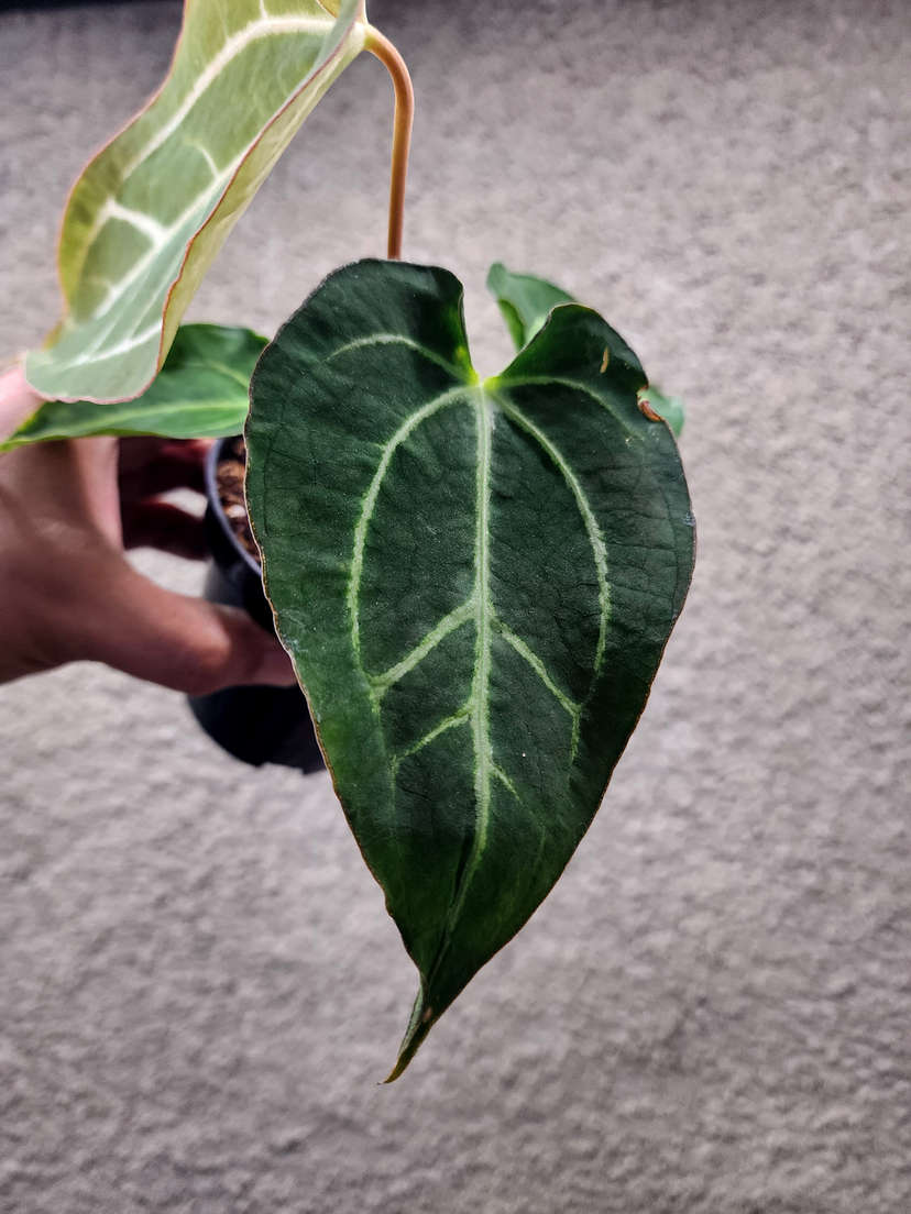 Anthurium Carlablackiae x Muchlis