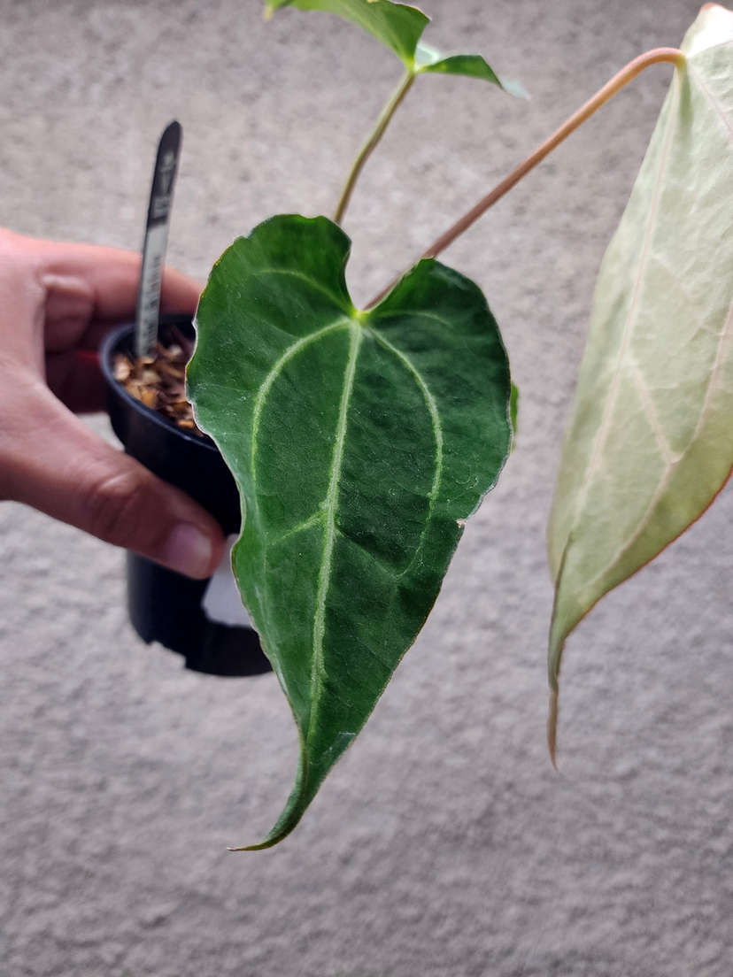 Anthurium Carlablackiae x Muchlis