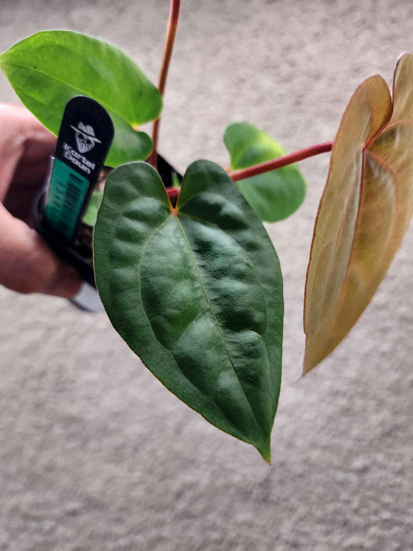 Anthurium Pinstripe