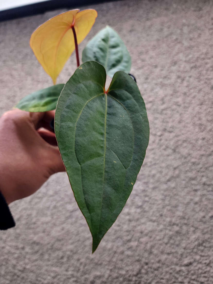 Anthurium Pinstripe