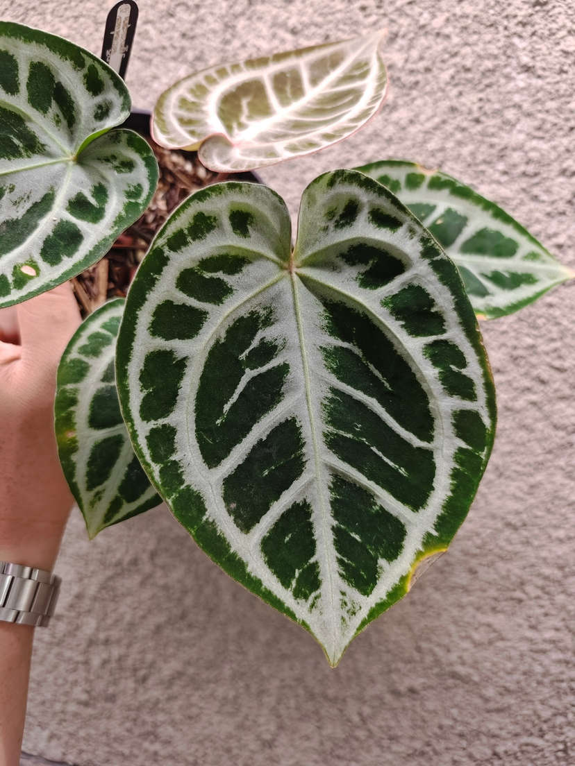Anthurium Mojang Geulis