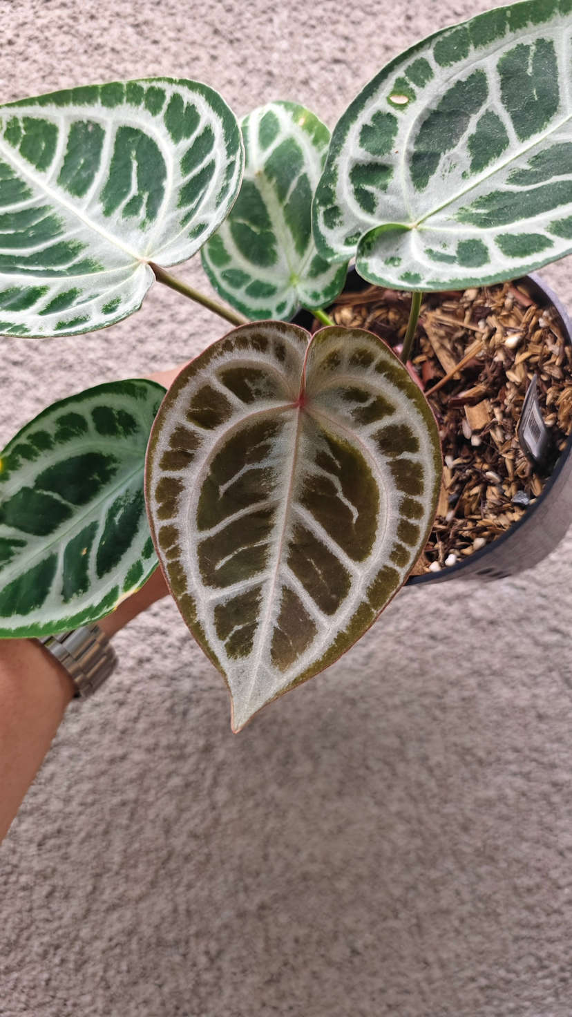 Anthurium Mojang Geulis