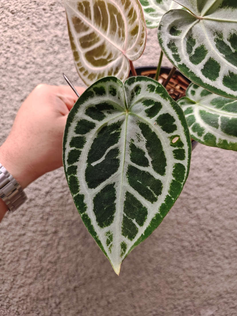 Anthurium Mojang Geulis