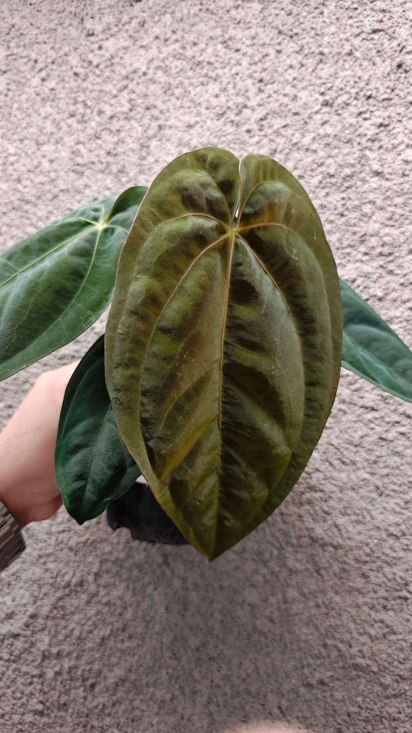 Anthurium Nawasena (Dressleri x Goliath)