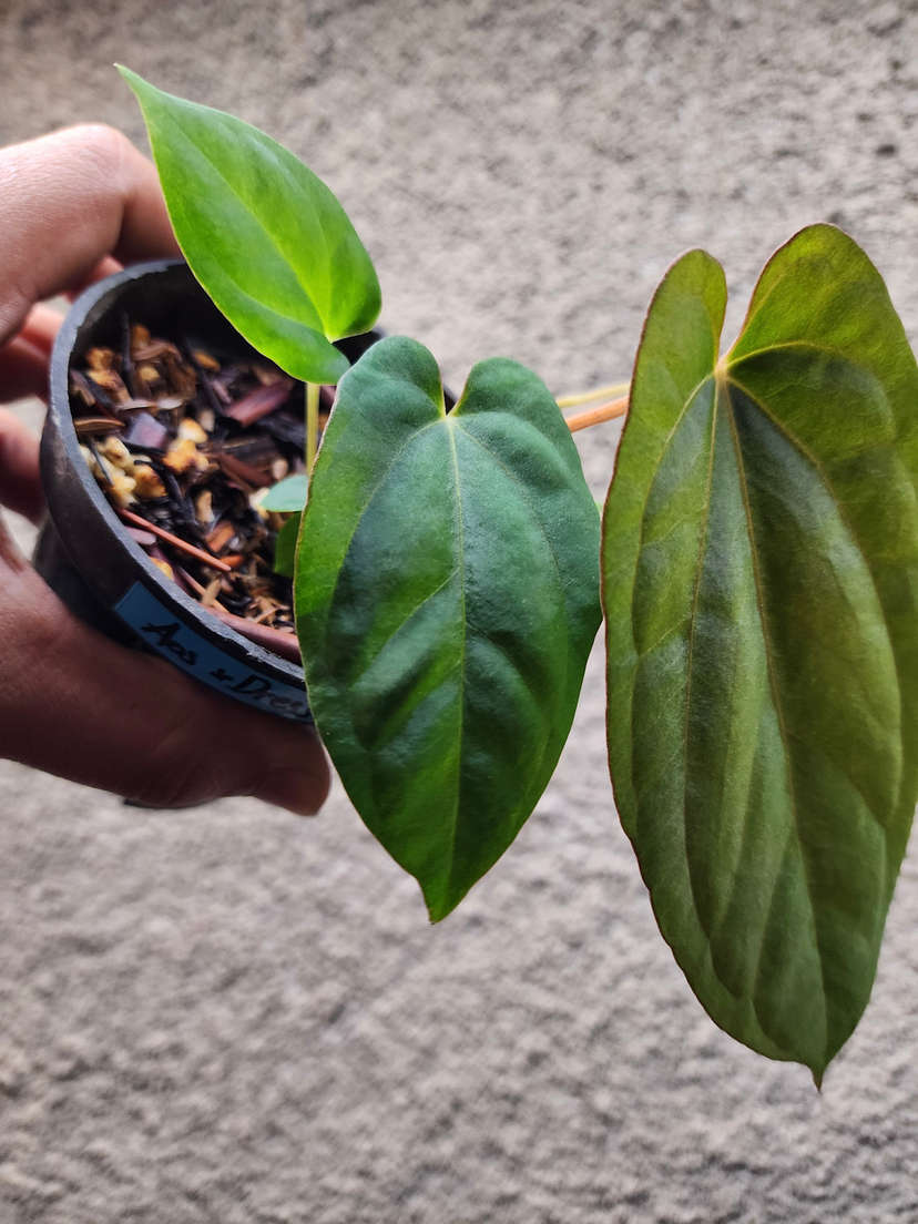 Anthurium Ace of Spades x Dressleri
